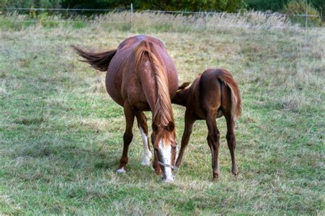 horsefuckig|horse.